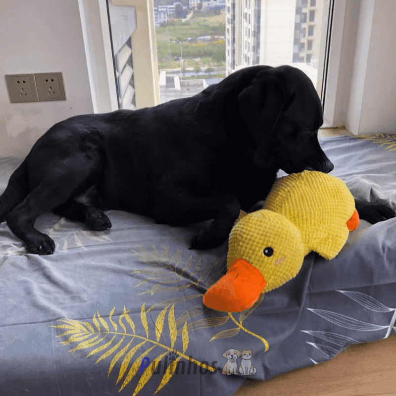 Brinquedo Interativo - Calming Duck - Pulinhos