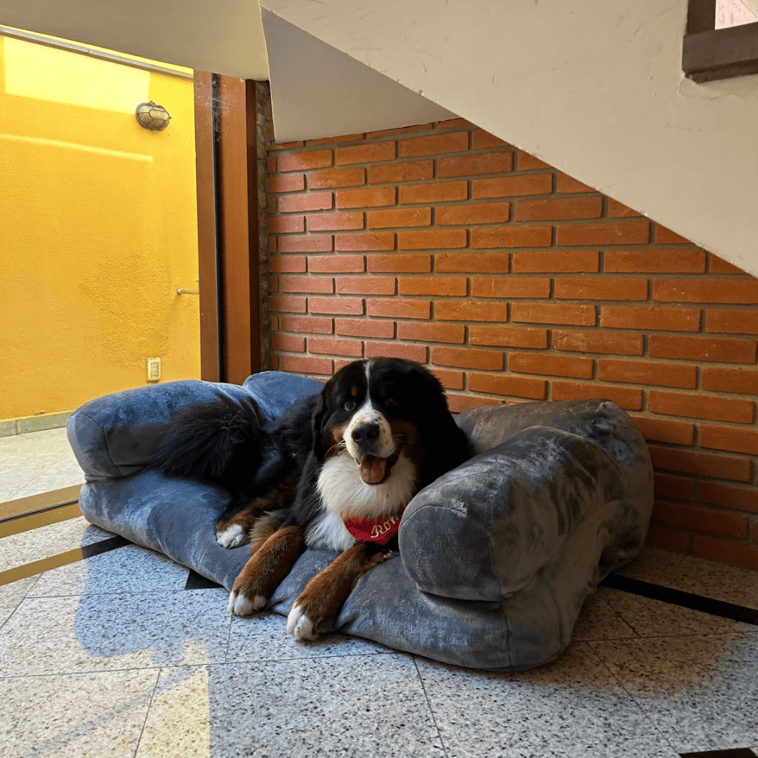 O Sofá dos Sonhos para o Seu Melhor Amigo
