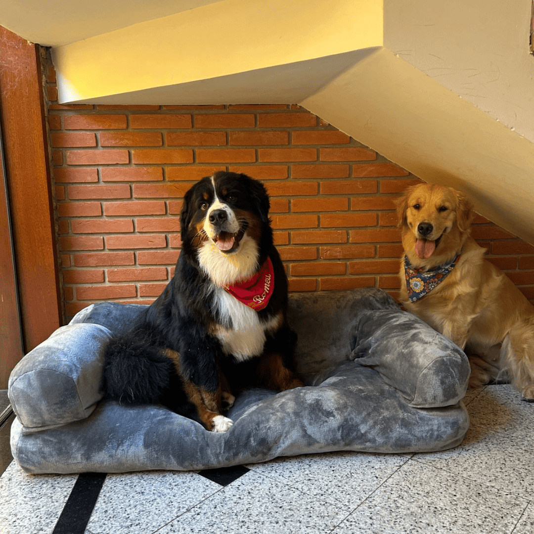 O Sofá dos Sonhos para o Seu Melhor Amigo