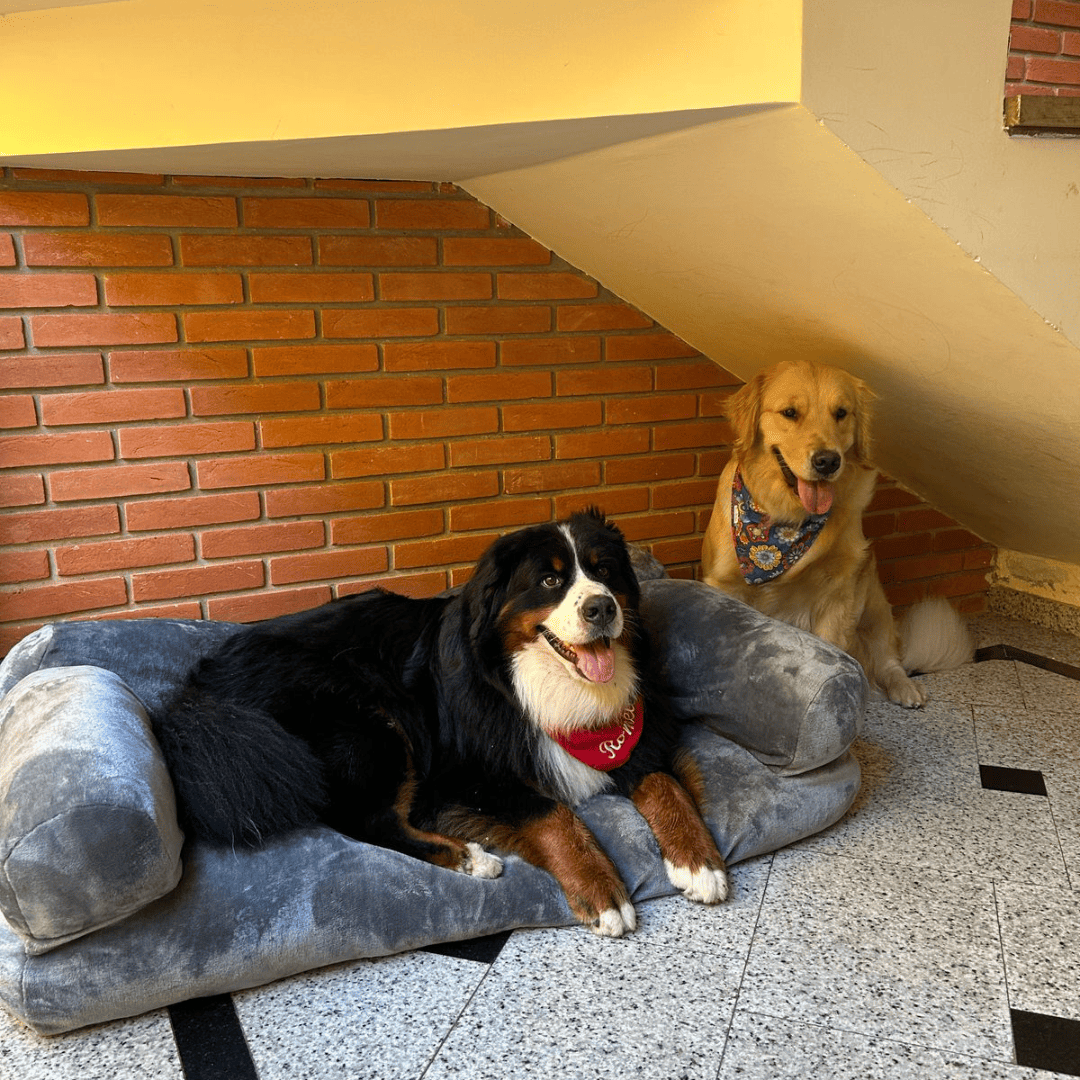 O Sofá dos Sonhos para o Seu Melhor Amigo