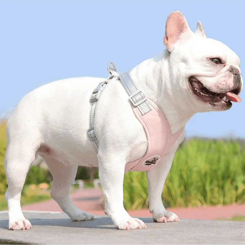 Kit Coleira Peitoral com Guia para Animais de Estimação - Pulinhos