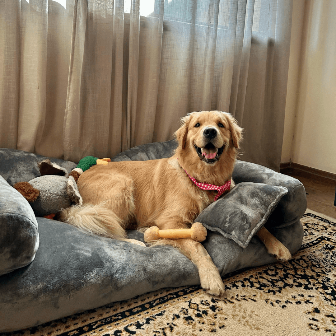 O Sofá dos Sonhos para o Seu Melhor Amigo