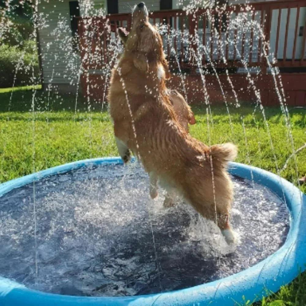 Piscina Interativa para Pet